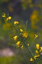 Calicotome spinosa wildflower in groves around Kibbutz Kfar Glikson, northwest Israel.