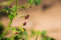 Close up of California bee plant Scrophularia californica, Stebbins Cold Canyon, Napa Valley, California Royalty Free Stock Photo