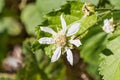 Close up of California blackberry Rubus ursinus flower and leaf, Santa Cruz Mountains, California