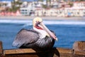 Close up of California Brown Pelican. Oceanside pier, California Royalty Free Stock Photo