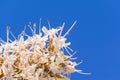 Close up of California buckeye flowers Aesculus californica