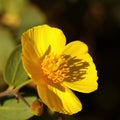 Close up of California Bush Poppy Flower.