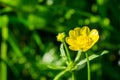 Close up of California Buttercup Ranunculus californicus wildflower on a dark background