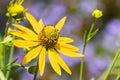 Close up of California Cone Flower Rudbeckia Californica blooming at Ulistac Natural area; Santa Clara, California