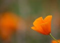California golden poppy flower, California, USA Royalty Free Stock Photo