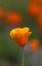 California golden poppy flower, California, USA Royalty Free Stock Photo