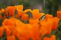 California golden poppy flower, California, USA Royalty Free Stock Photo