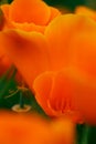 California golden poppy flower, California, USA Royalty Free Stock Photo