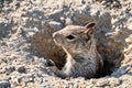 Close up of California ground squirrel Otospermophilus beecheyi head peeking out from a burrow; Merced National Wildlife Refuge Royalty Free Stock Photo