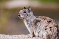 Close up of California Ground Squirrel Otospermophilus beecheyi, wind messing its fur, Joshua Tree National Park