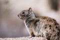 Close up of California Ground Squirrel Otospermophilus beecheyi, wind messing its fur, Joshua Tree National Park Royalty Free Stock Photo
