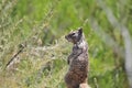 Wildlife Mammals Series - California Ground Squirrel - Otospermophilus beecheyi Royalty Free Stock Photo