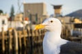 Close up of a California Gull, blurred harbor pier; Morro bay, California