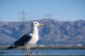 Close up of a California Gull, blurred mountains in the background; Don Edwards Wildlife Refuge, San Francisco bay area,