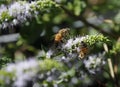 Close up of California Honey Bees