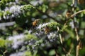 Close up of California Honey Bees