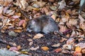 California mouse Peromyscus californicus Royalty Free Stock Photo