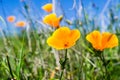 Close up of California poppies (Eschscholzia californica) blooming on the hills of south San Francisco bay area in springtime; San Royalty Free Stock Photo