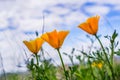 Close up of California poppies (Eschscholzia californica) blooming on the hills of south San Francisco bay area in springtime; Royalty Free Stock Photo