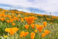 Close up of California Poppies Eschscholzia californica during peak blooming time, Antelope Valley California Poppy Reserve