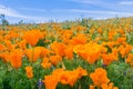 Close up of California Poppies Eschscholzia californica during peak blooming time, Antelope Valley California Poppy Reserve