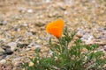 Close up of California poppy (Eschscholzia californica) blooming in the middle of an unpaved road; south San Francisco bay area,