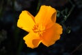 Close up of California poppy Eschscholzia californica blooming in south San Francisco bay area in springtime; dark background