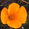 Close up of California poppy Eschscholzia californica blooming in south San Francisco bay area in springtime; dark background
