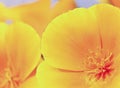 A Close Up California Poppy, Eschscholzia californica Royalty Free Stock Photo