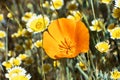 Close up of California Poppy Eschscholzia californica surrounded by Tiditips Layia platyglossa wildflowers, South San Royalty Free Stock Photo