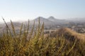 Close-up of a California sagebrush with hills in the background Royalty Free Stock Photo