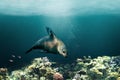 Close up of California sea lion swimming among coral reefs