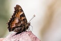 Close up of California tortoiseshell (Nymphalis californica) butterfly resting on a rock; Lassen Volcanic National Park, Northern