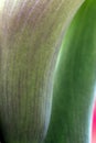 Close-up of a Calla