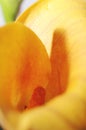 Close up of a Calla Lily - 2 Royalty Free Stock Photo