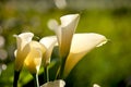 Close up Calla Lily with black background