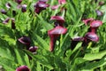 Calla lily dark flower and green leaves in garden. Royalty Free Stock Photo