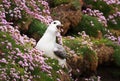 Close up of a calling Northern Fulmar in a field of thrift flowers Royalty Free Stock Photo