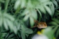 Close up of Calotes versicolor Daudin, Oriental garden lizard Royalty Free Stock Photo