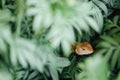 Close up of Calotes versicolor Daudin, Oriental garden lizard Royalty Free Stock Photo