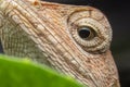 Close up of the Calotes versicolor or Oriental garden lizard on the Dry branches in the morning. The house lizard is looking at Royalty Free Stock Photo