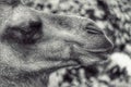 close-up of camel in black and white Royalty Free Stock Photo