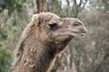 Camel clse up Royalty Free Stock Photo