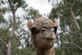 this is a close up of a camel