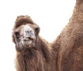 Close up of camel chewing isolated on white