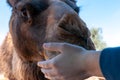 Close Up Of A Camel That Eats Nuts From The Hand Of A Child At The Zoo