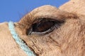 Close-up of camel eye in the desert, Sahra, Tunisia Royalty Free Stock Photo