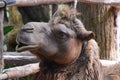 Close-up camel face Royalty Free Stock Photo