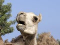 Camel Face With Open Mouth