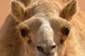Close Up Of A Camel Face
